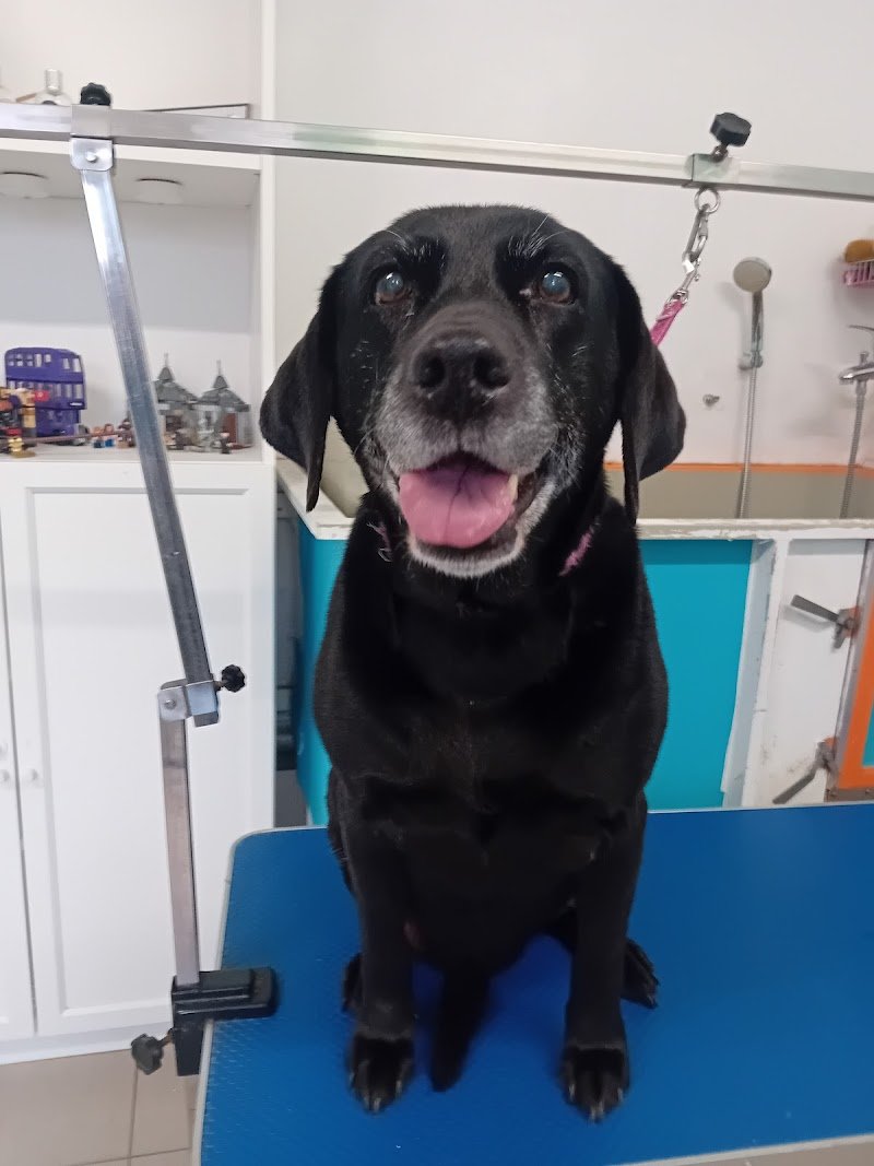 Toelettatura AcquAzzurra - Foto 4