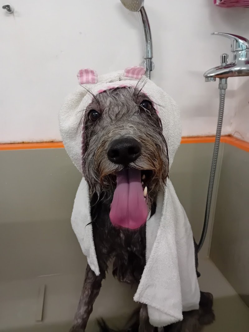 Toelettatura AcquAzzurra - Foto 6