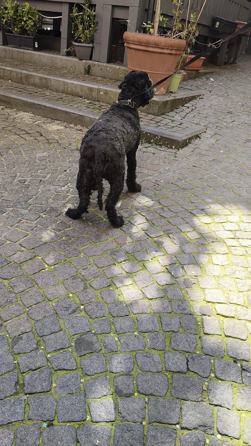 Toelettatura "Al Cornelio" di Mikele Nencini - Foto 2