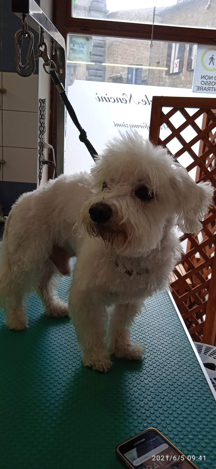 Toelettatura "Al Cornelio" di Mikele Nencini - Foto 4