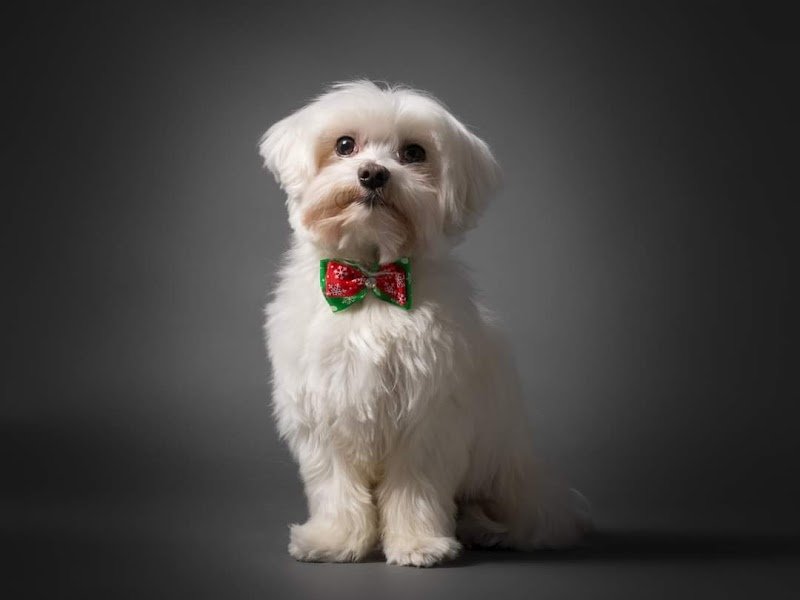 Toelettatura Al Parco - Foto 1