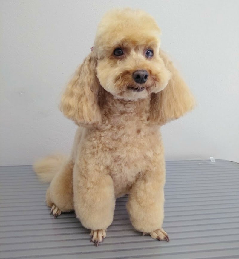 Toelettatura Al Parco - Foto 4