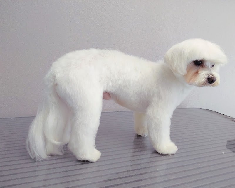 Toelettatura Al Parco - Foto 6