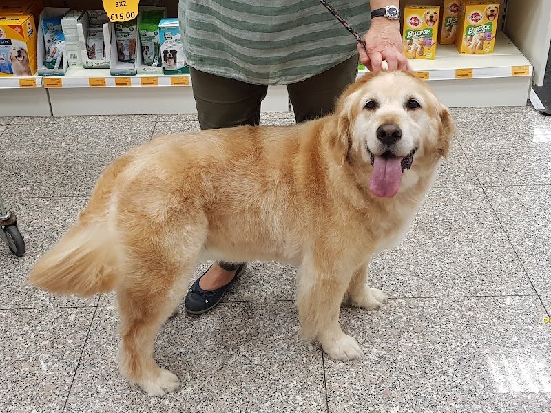 Toelettatura Alimenti e Prodotti per Animali Dog Service - Foto 2