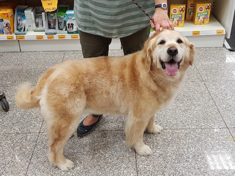 Toelettatura Alimenti e Prodotti per Animali Dog Service - Foto 3