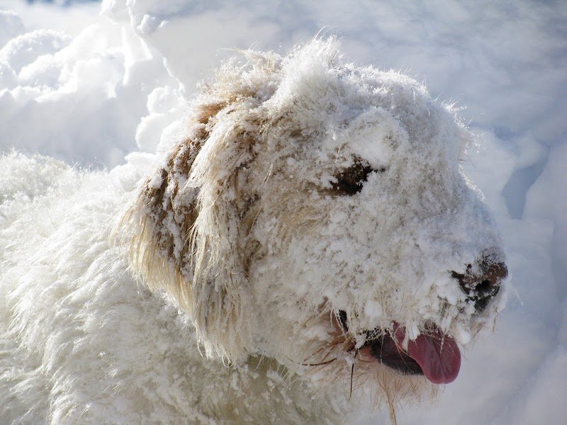Toelettatura Alimenti e Prodotti per Animali Dog Service - Foto 5