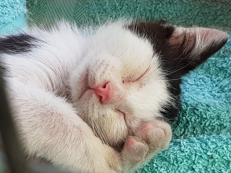 Toelettatura Alimenti e Prodotti per Animali Dog Service - Foto 6