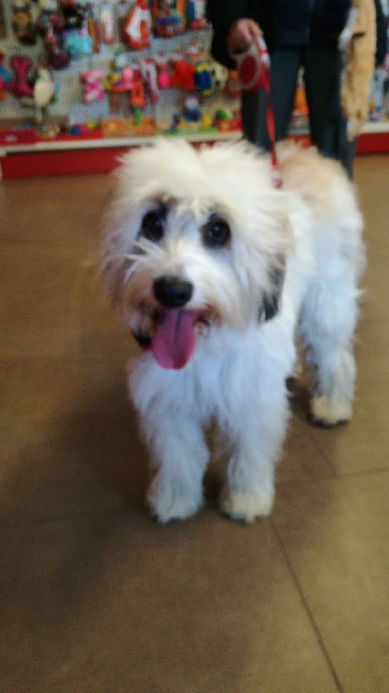 Toelettatura Alimenti e prodotti per Animali Dog Service - Foto 1