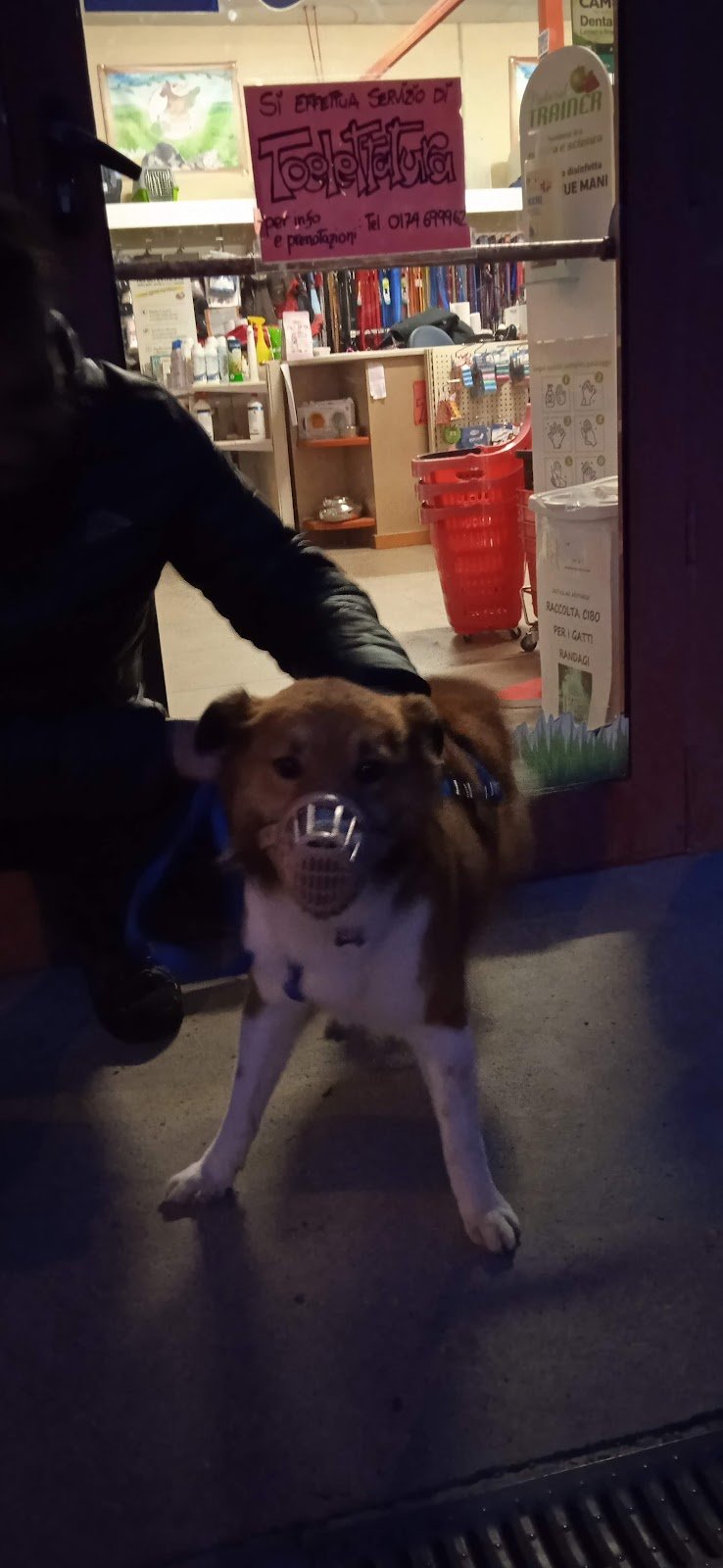 Toelettatura Alimenti e prodotti per Animali Dog Service - Foto 2