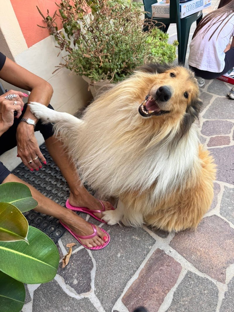 Toelettatura amici a 4 zampe di Corso Fabiola - Foto 1