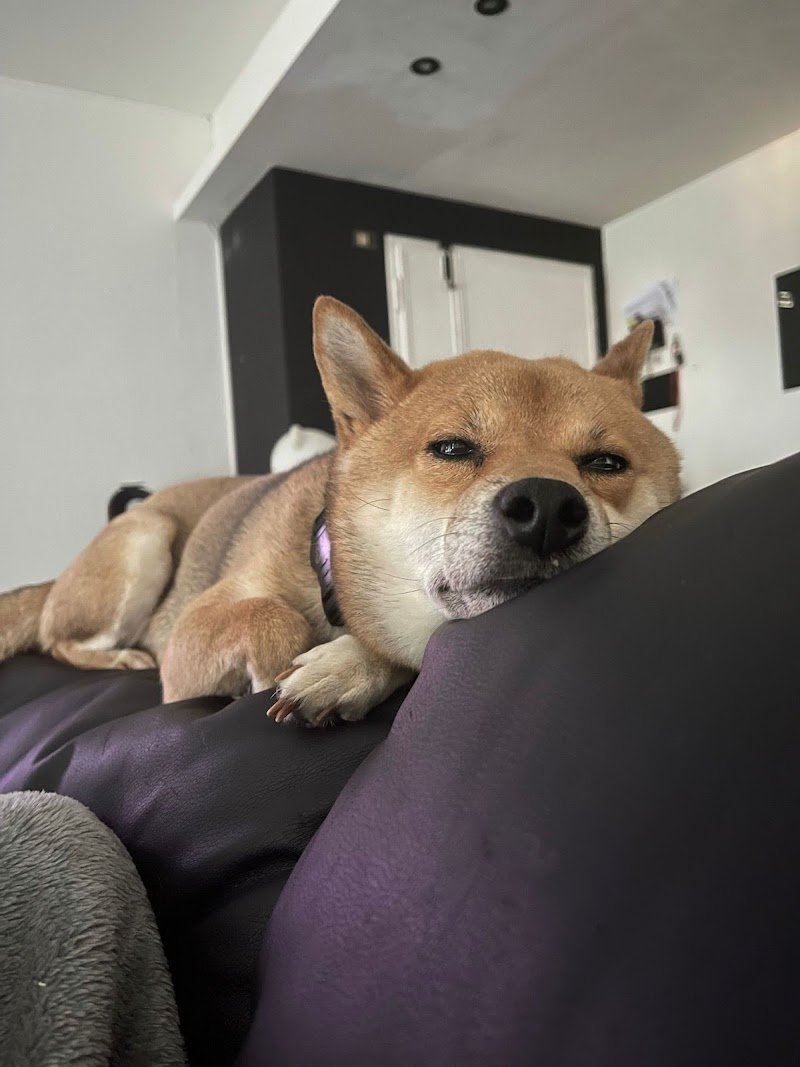 Toelettatura amici a 4 zampe di Corso Fabiola - Foto 2