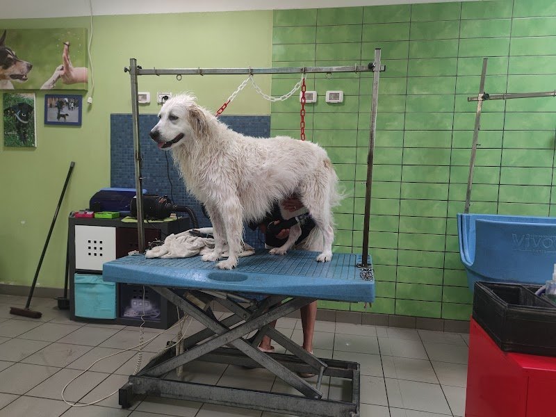 Toelettatura Amici Di Ale Di Casadei Faraw - Foto 1