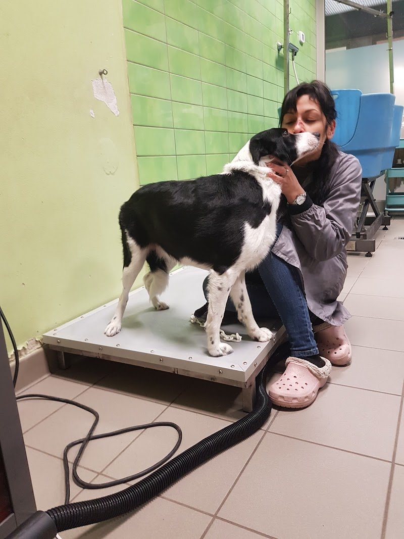 Toelettatura Amici Di Ale Di Casadei Faraw - Foto 2