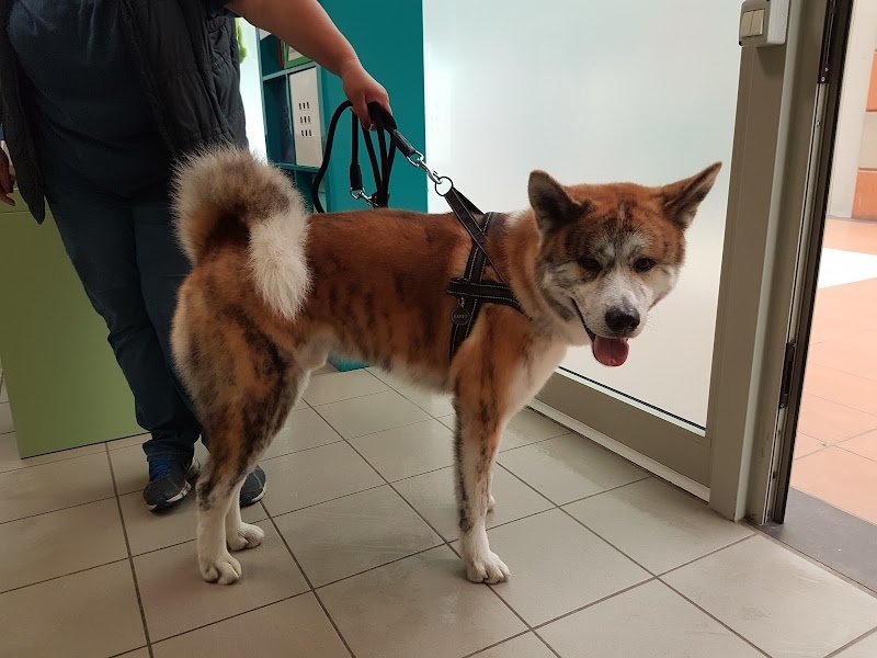 Toelettatura Amici Di Ale Di Casadei Faraw - Foto 3