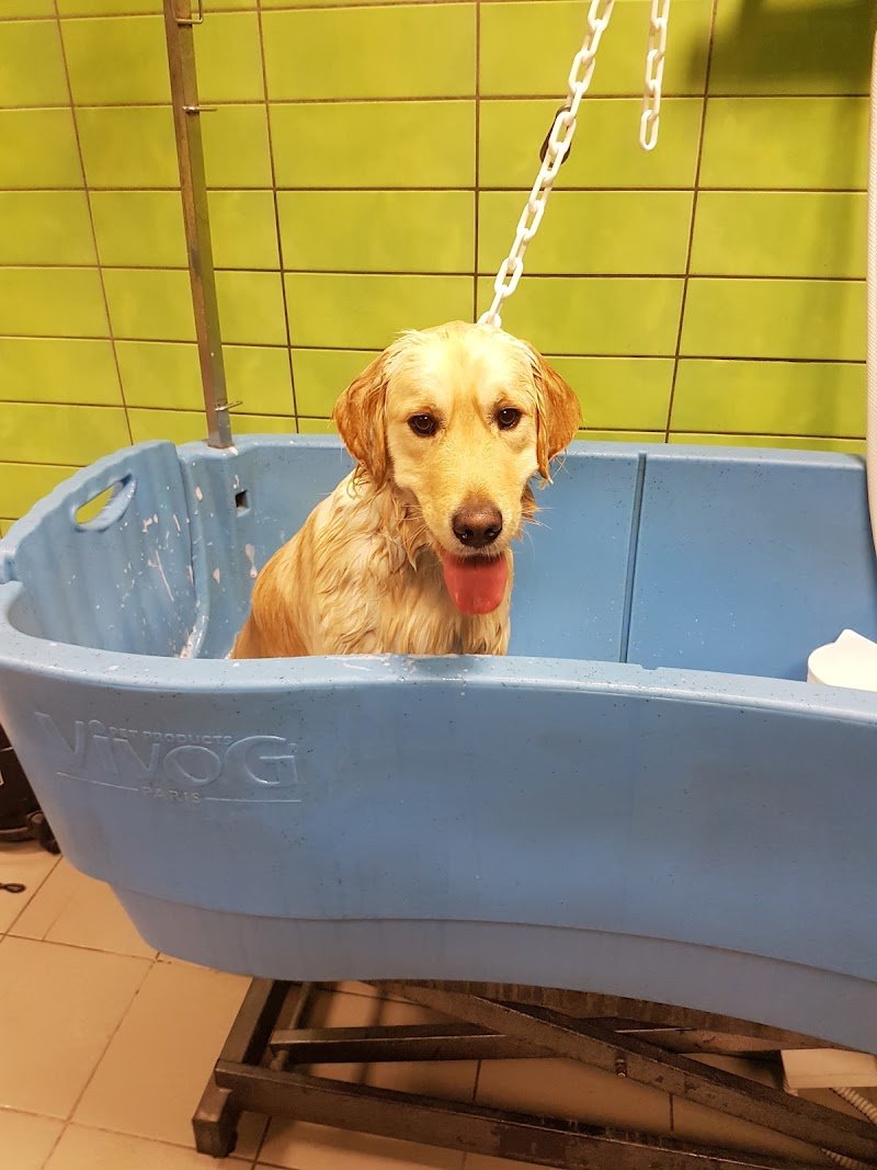 Toelettatura Amici Di Ale Di Casadei Faraw - Foto 4