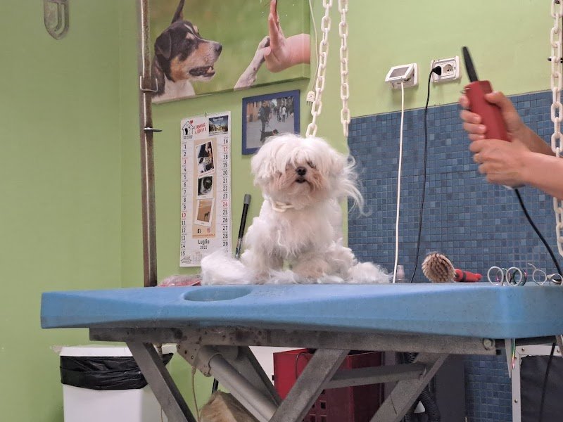 Toelettatura Amici Di Ale Di Casadei Faraw - Foto 5