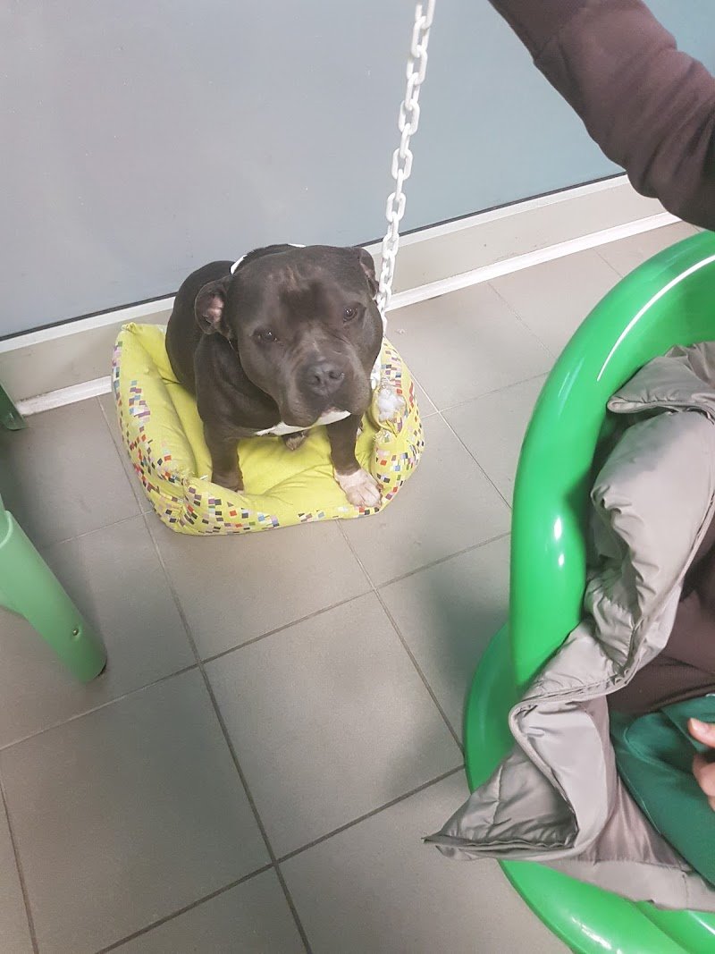 Toelettatura Amici Di Ale Di Casadei Faraw - Foto 6