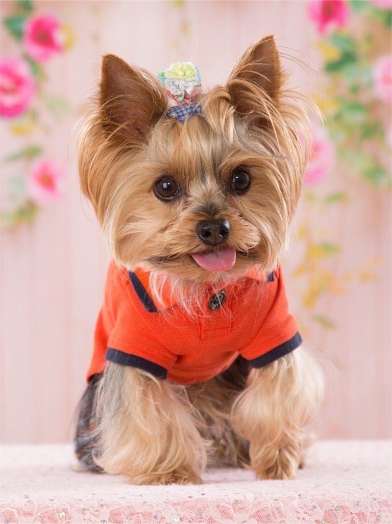 Toelettatura Amici di Tiziana - Foto 1