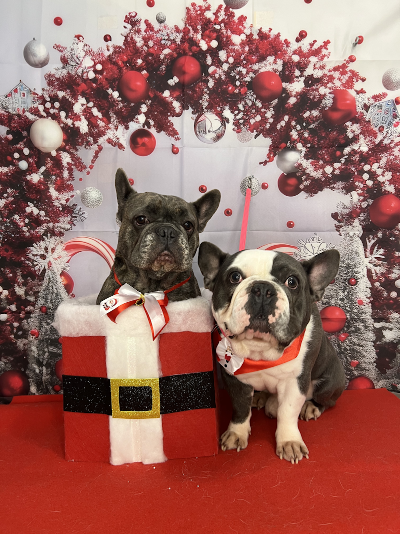 Toelettatura Amici di Tiziana - Foto 2