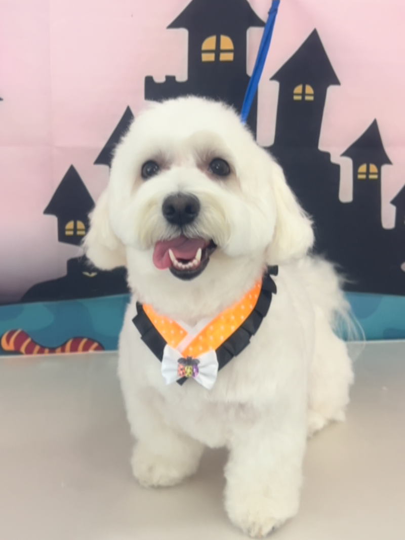 Toelettatura Amici di Tiziana - Foto 3