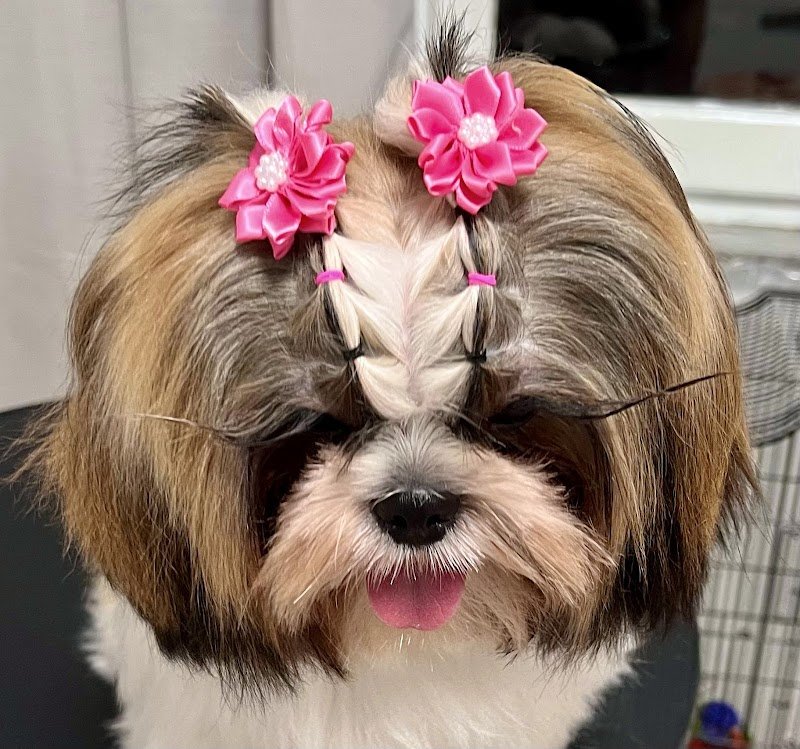 Toelettatura Amici di Tiziana - Foto 5