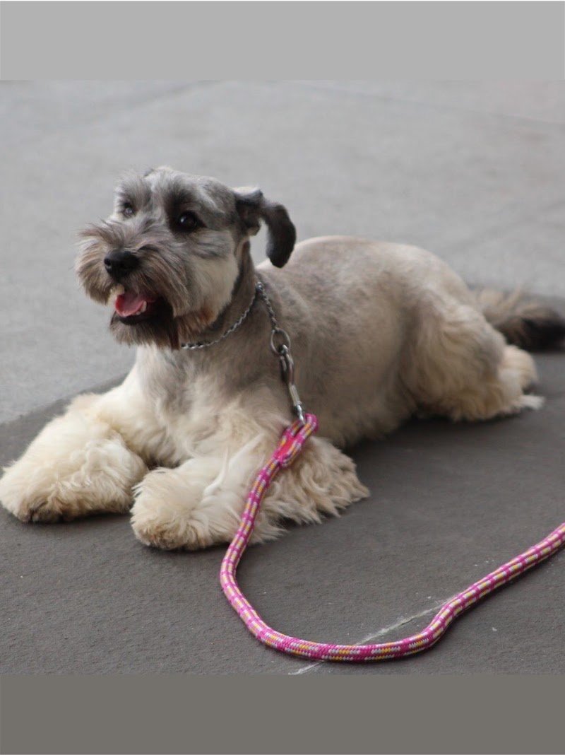 Toelettatura Amici di Tiziana - Foto 6