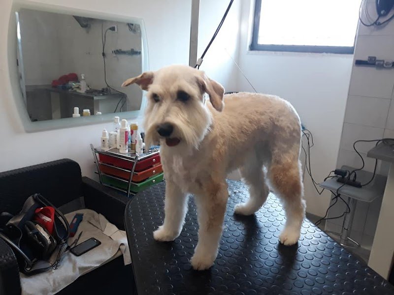 Toelettatura Amici Miei - Foto 1