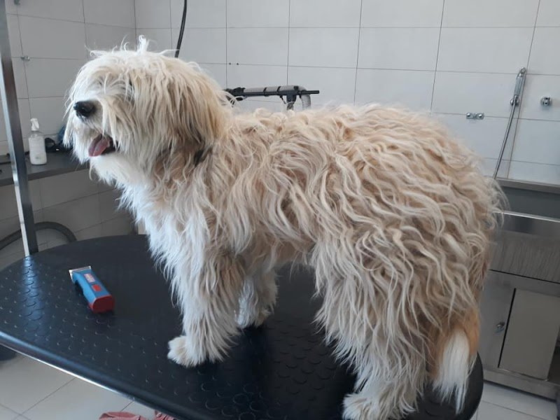 Toelettatura Amici Miei - Foto 2