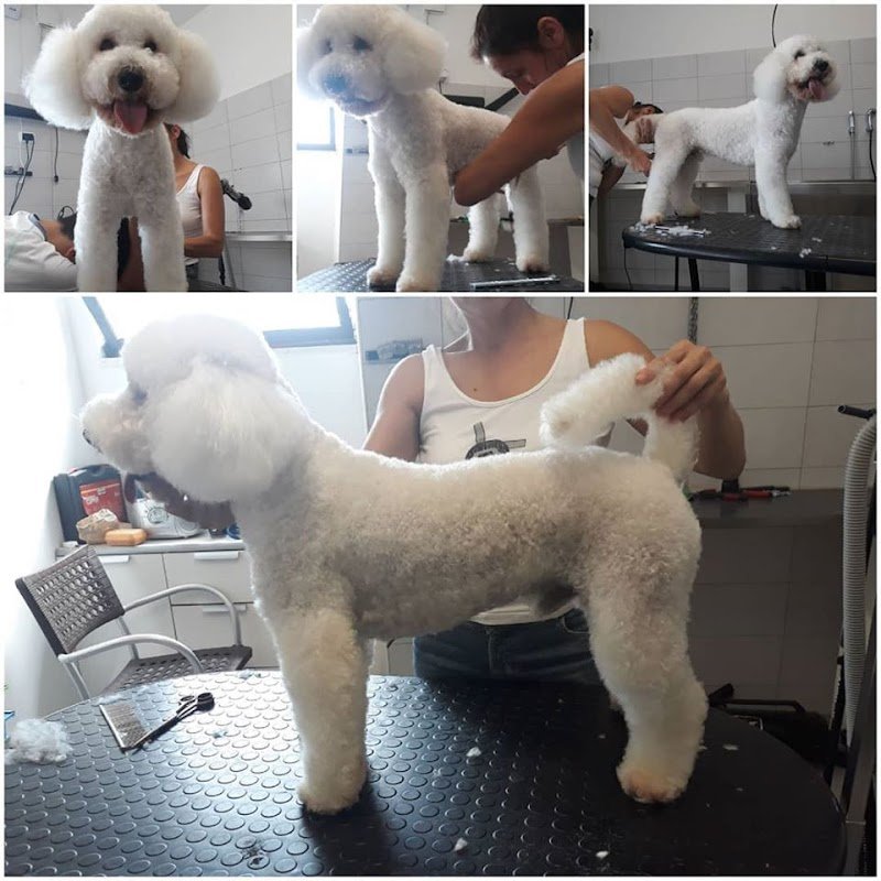 Toelettatura Amici Miei - Foto 3