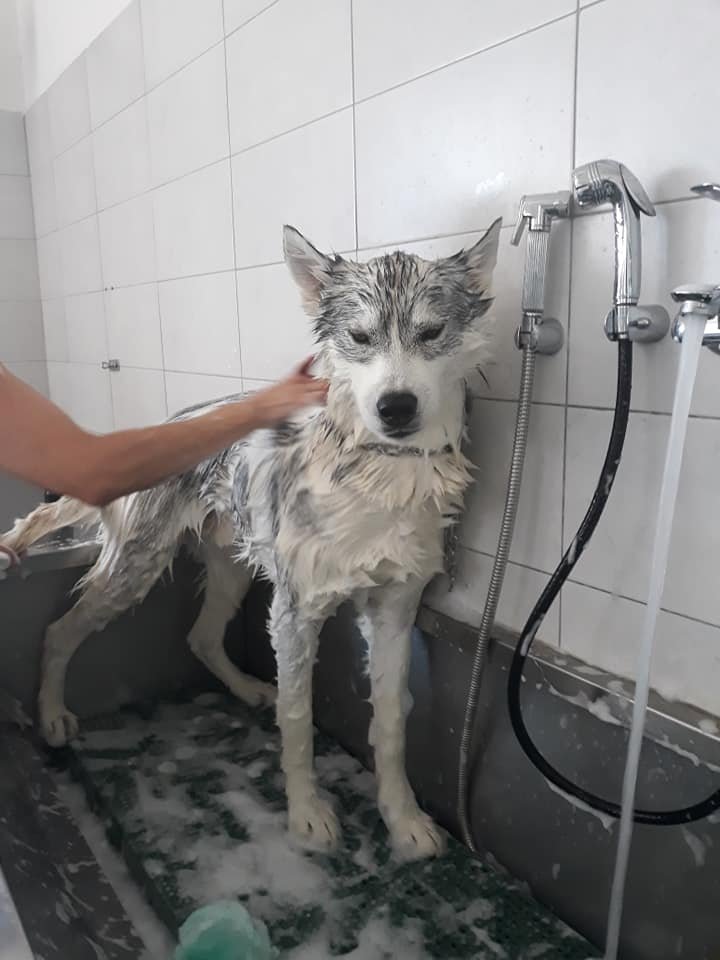 Toelettatura Amici Miei - Foto 4