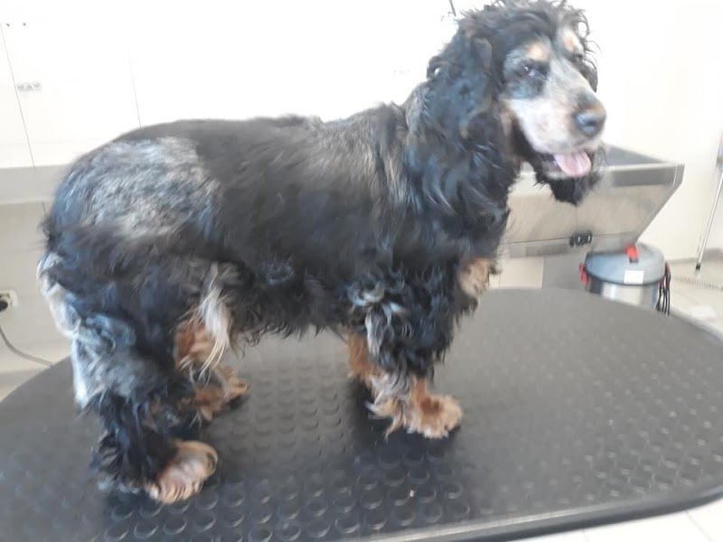 Toelettatura Amici Miei - Foto 5