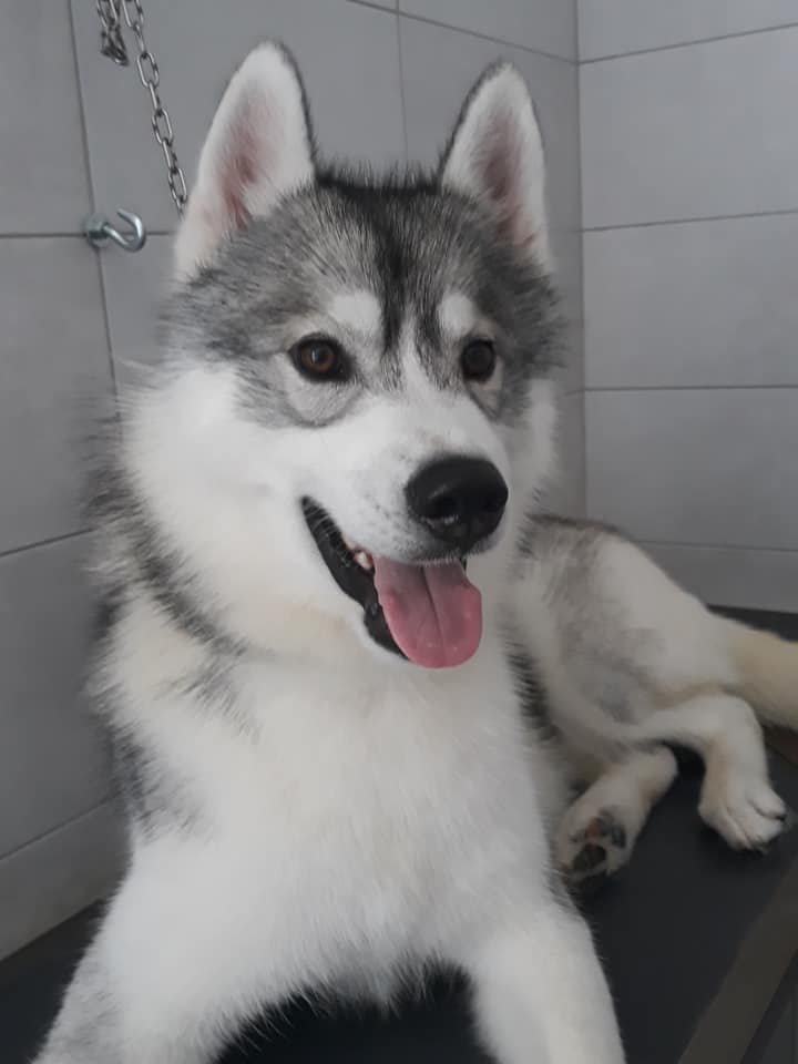 Toelettatura Amici Miei - Foto 6