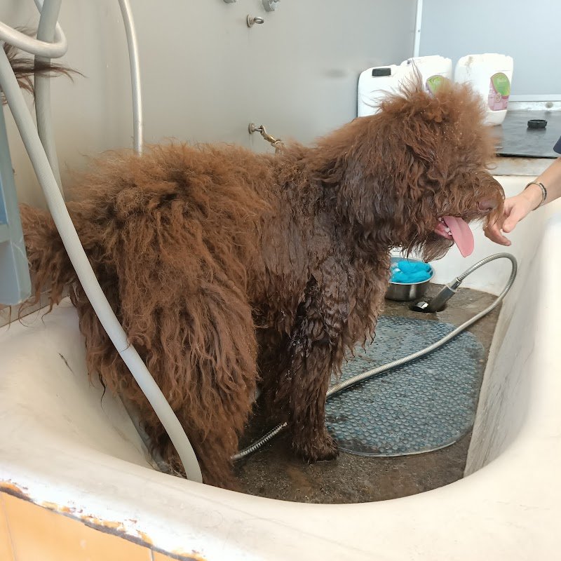 Toelettatura amici miei - Foto 1