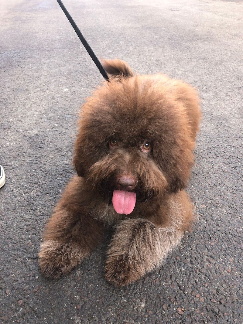 Toelettatura amici miei - Foto 2