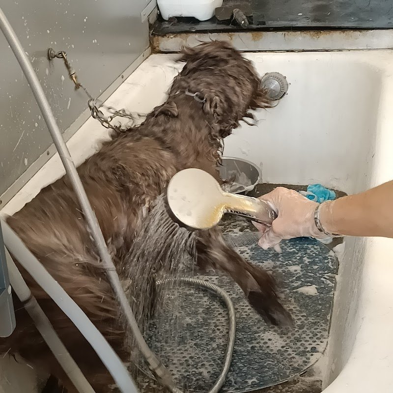 Toelettatura amici miei - Foto 3