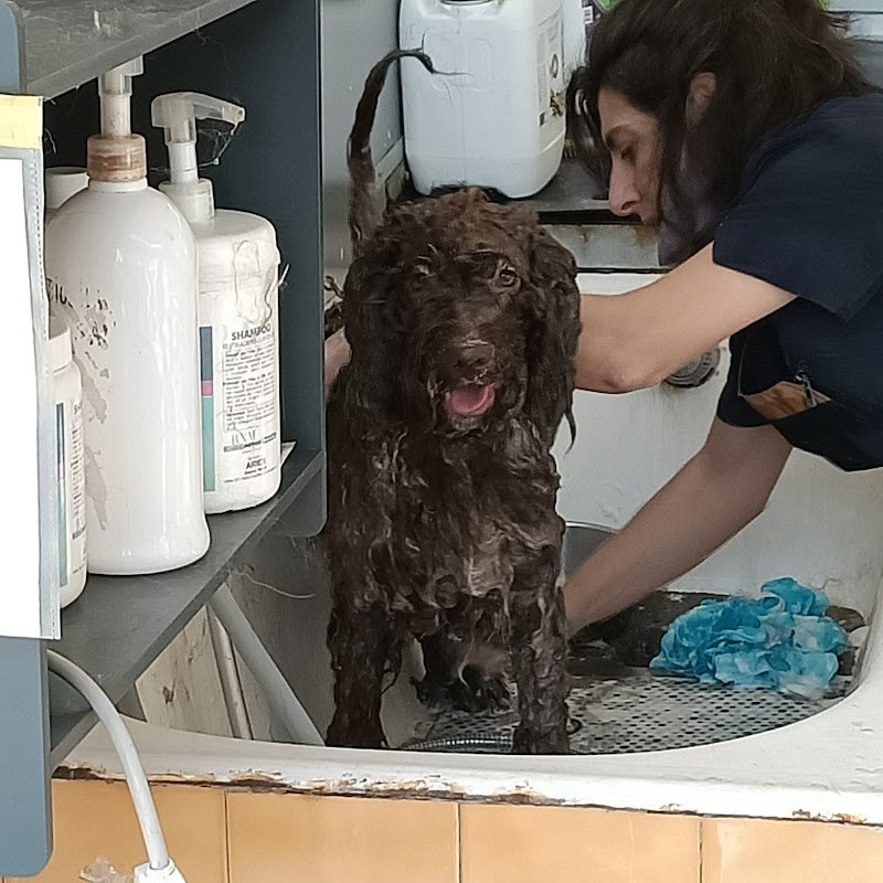 Toelettatura amici miei - Foto 4