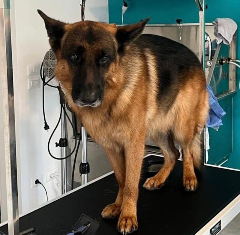 Toelettatura Amici spettinati - Foto 1