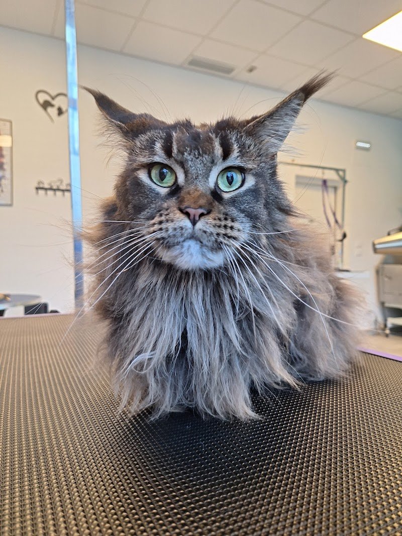 Toelettatura Amici spettinati - Foto 2