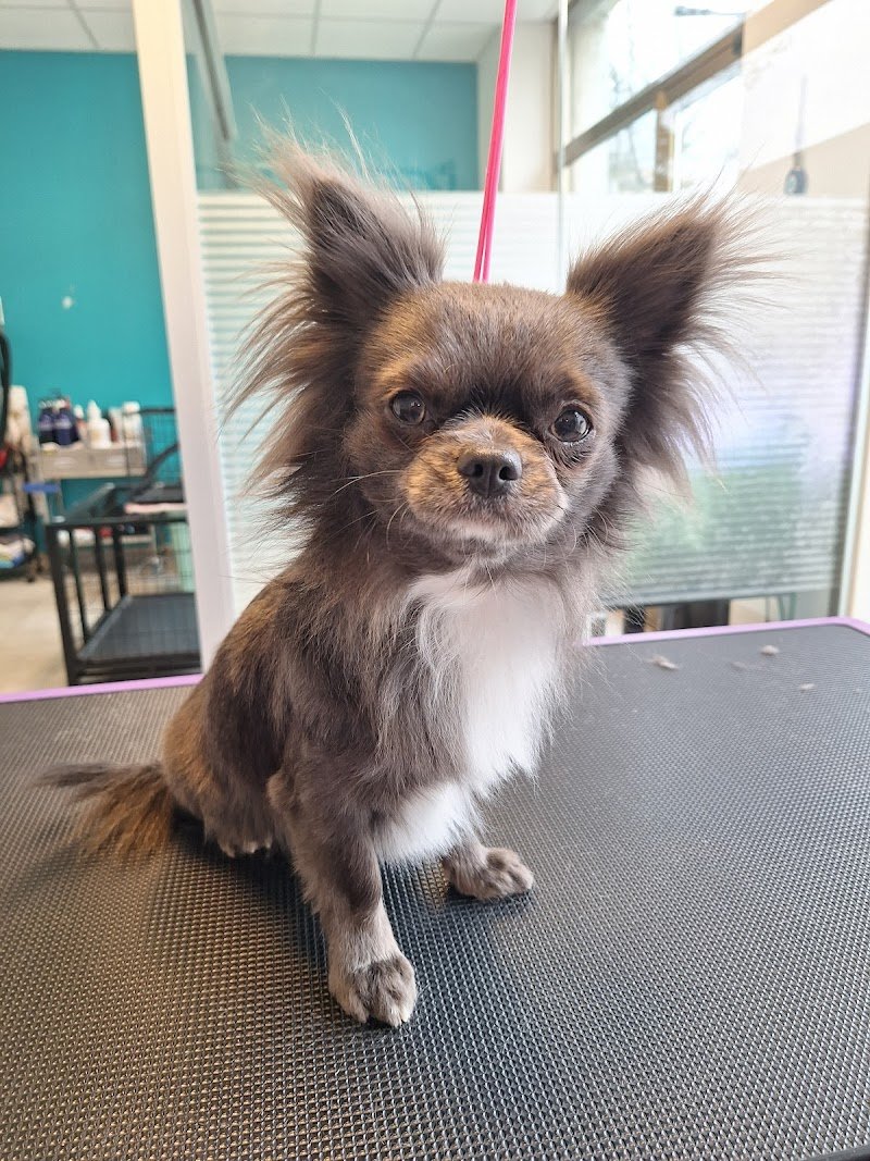 Toelettatura Amici spettinati - Foto 3