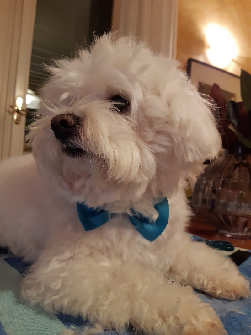 Toelettatura Amici...Miei Di Del Monte Deborah - Foto 2