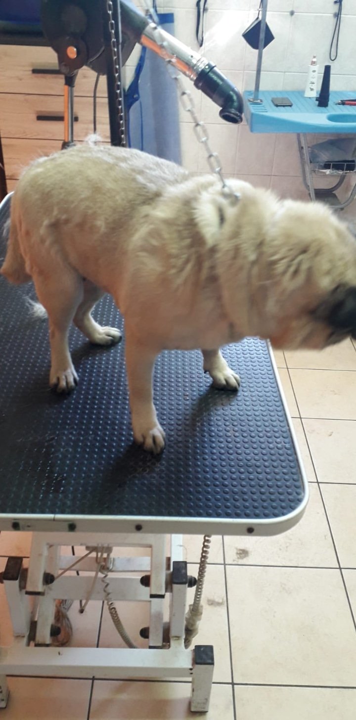 Toelettatura Amici...Miei Di Del Monte Deborah - Foto 3