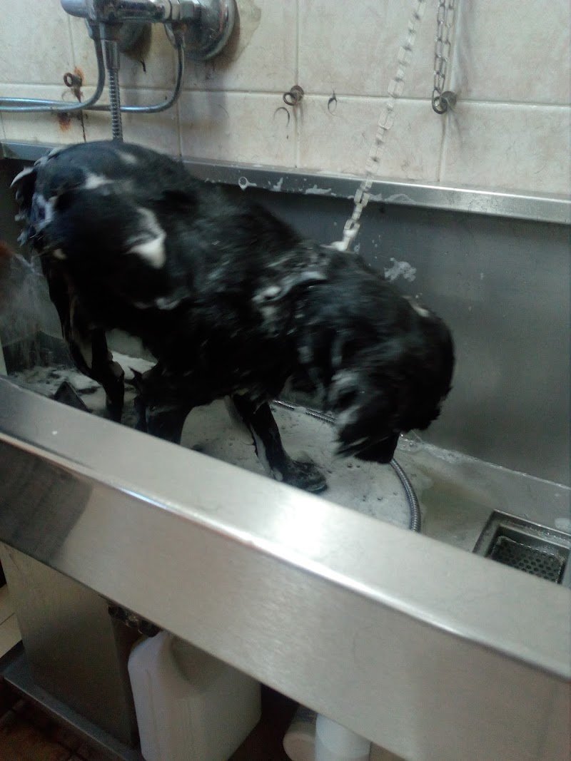 Toelettatura Amici...Miei Di Del Monte Deborah - Foto 4