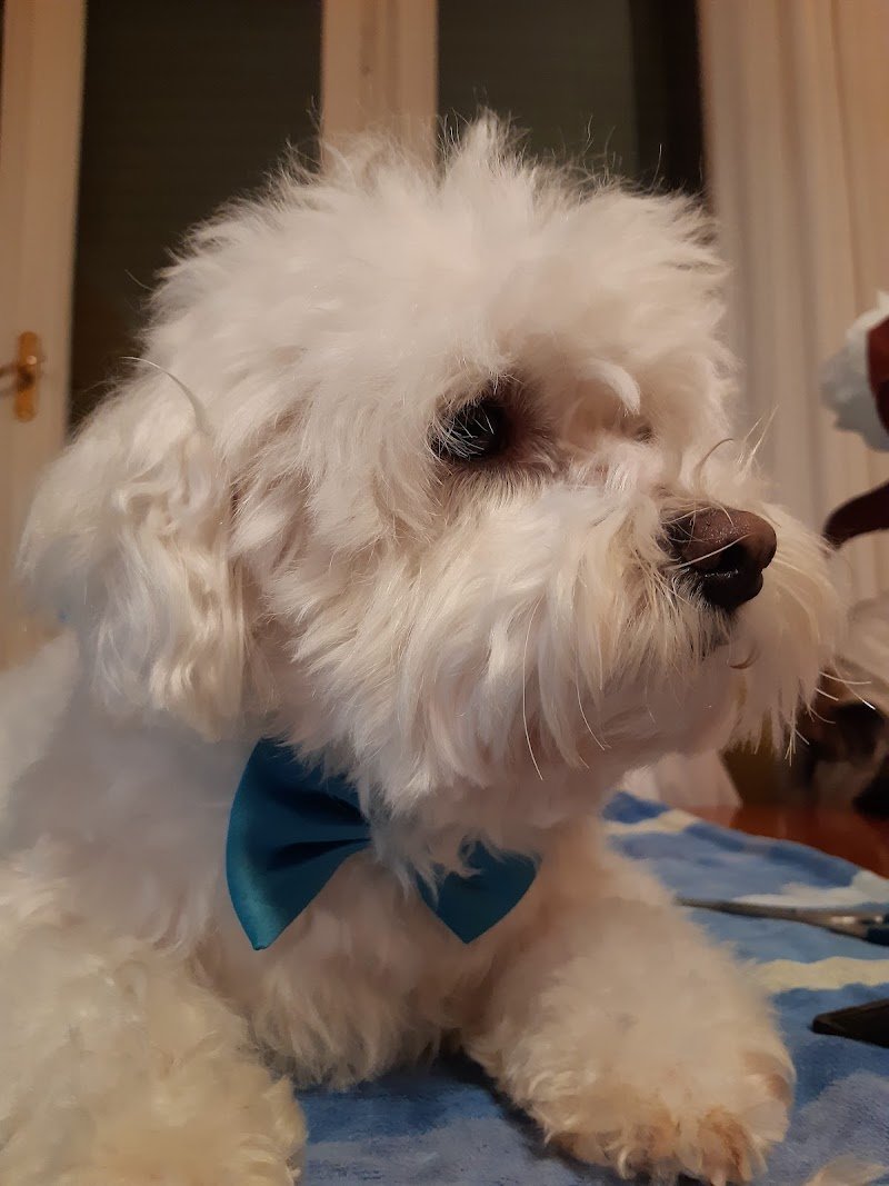 Toelettatura Amici...Miei Di Del Monte Deborah - Foto 5