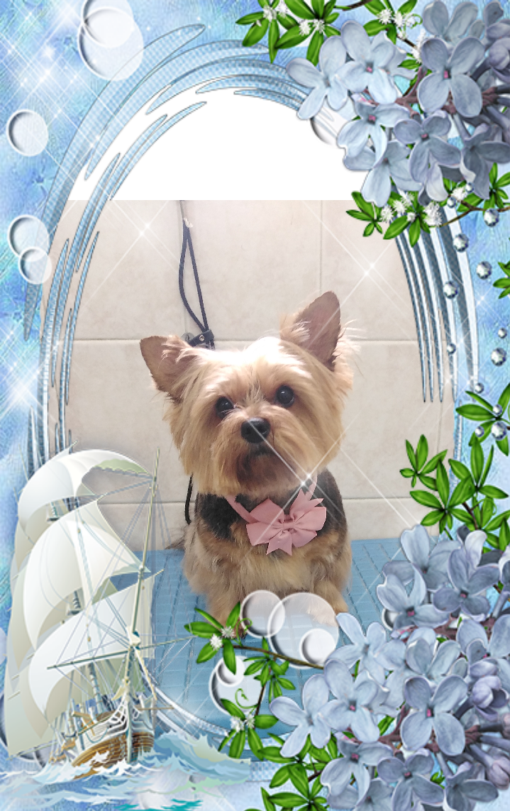 Toelettatura Amici...Miei Di Del Monte Deborah - Foto 6