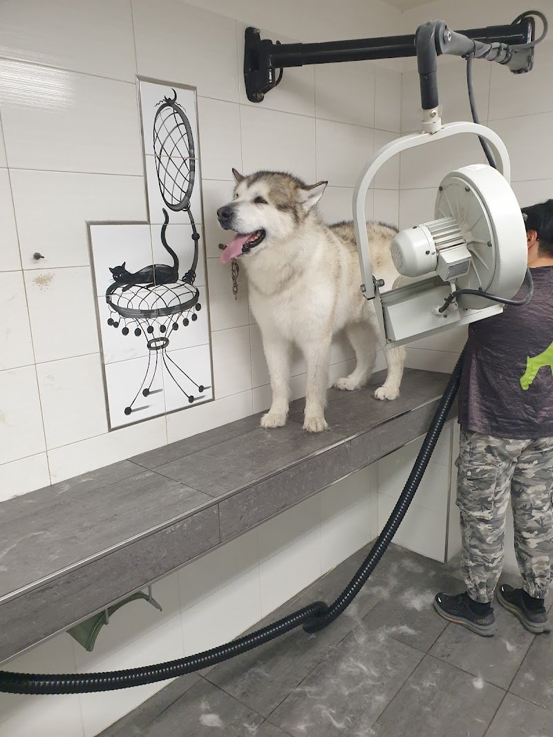 Toelettatura Amico Cane - Foto 2