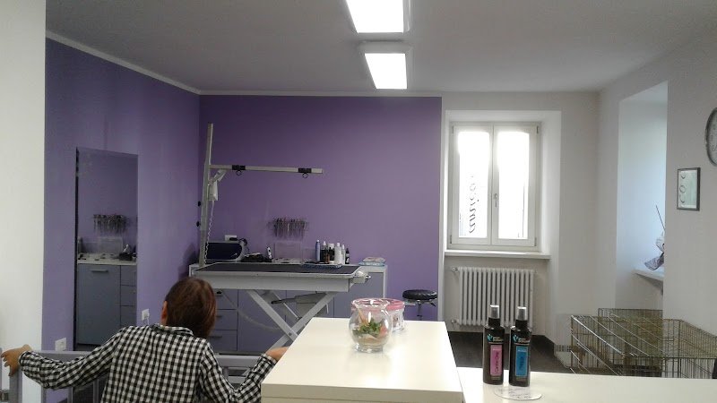 Toelettatura Amico Cane - Foto 3