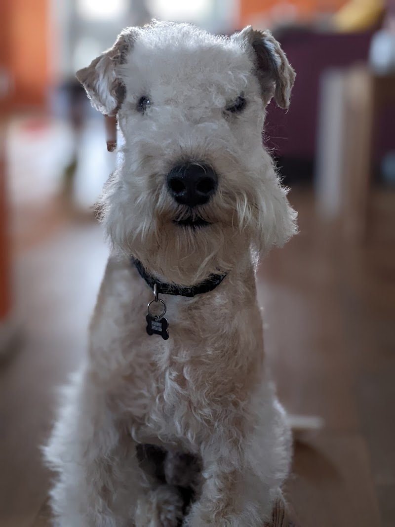 Toelettatura Amico Cane - Foto 4