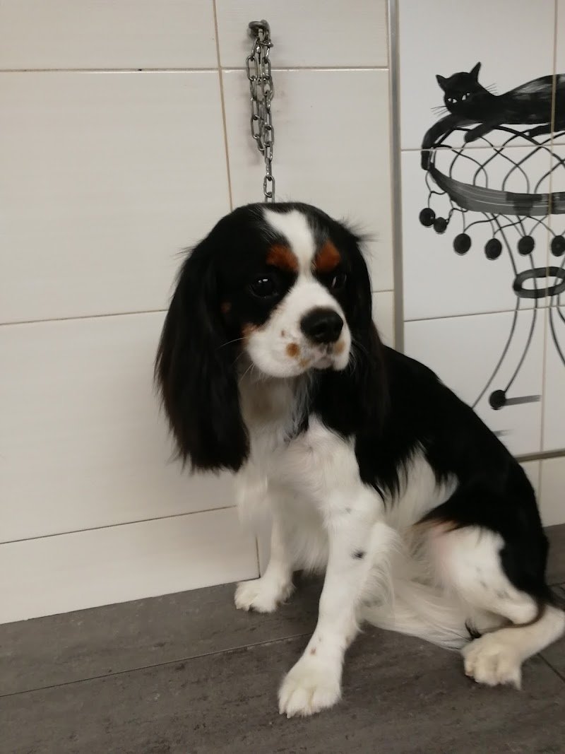 Toelettatura Amico Cane - Foto 5