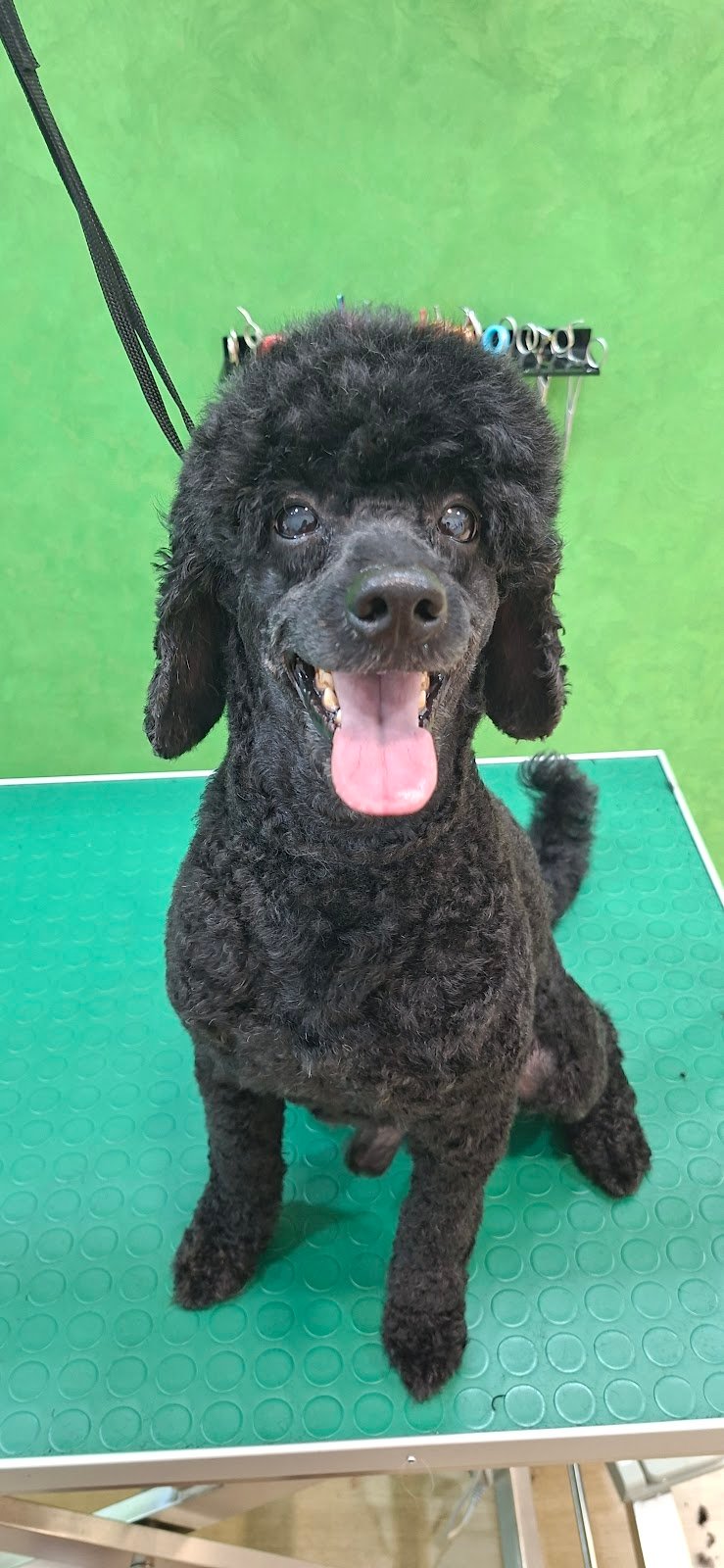 Toelettatura Ammi.pet - Foto 3