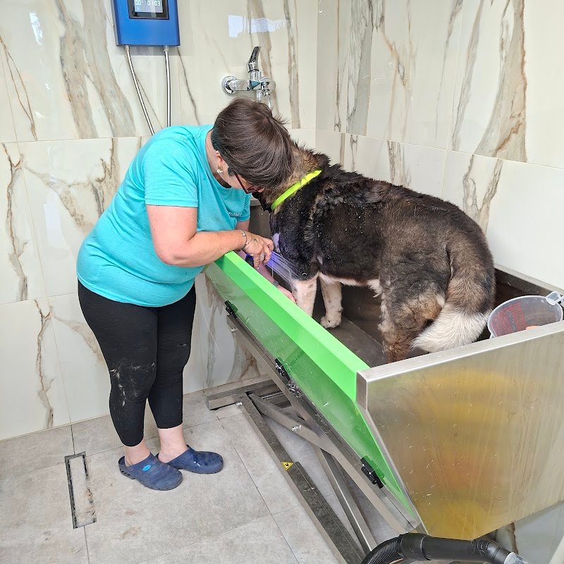 Toelettatura Ammi.pet - Foto 4